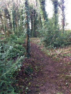 Spinney path 3